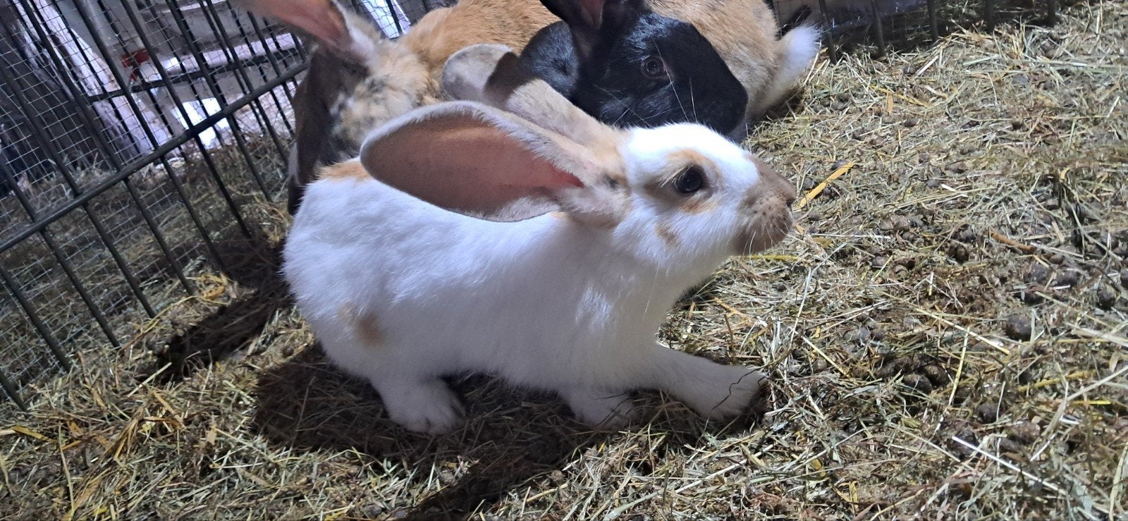 3 lotharinger konijnen, Dieren en Toebehoren, Mannelijk, Groot, 0 tot 2 jaar