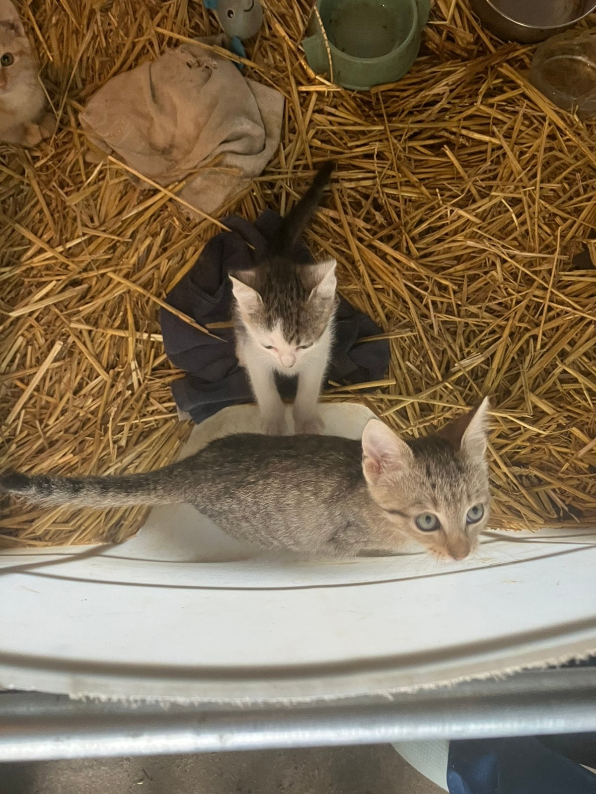 Boerderij kittens, Meerdere dieren