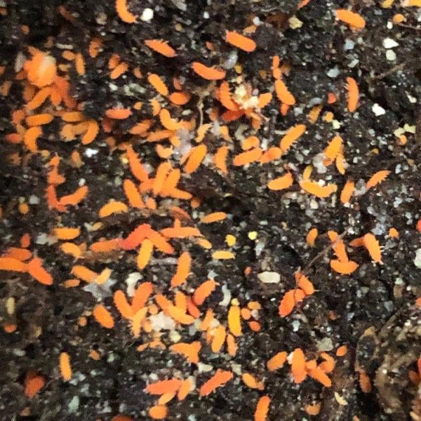 Oranje springstaartjes (Yuukianura Aphoruroides), Dieren en Toebehoren, Insecten en Spinnen, Overige soorten