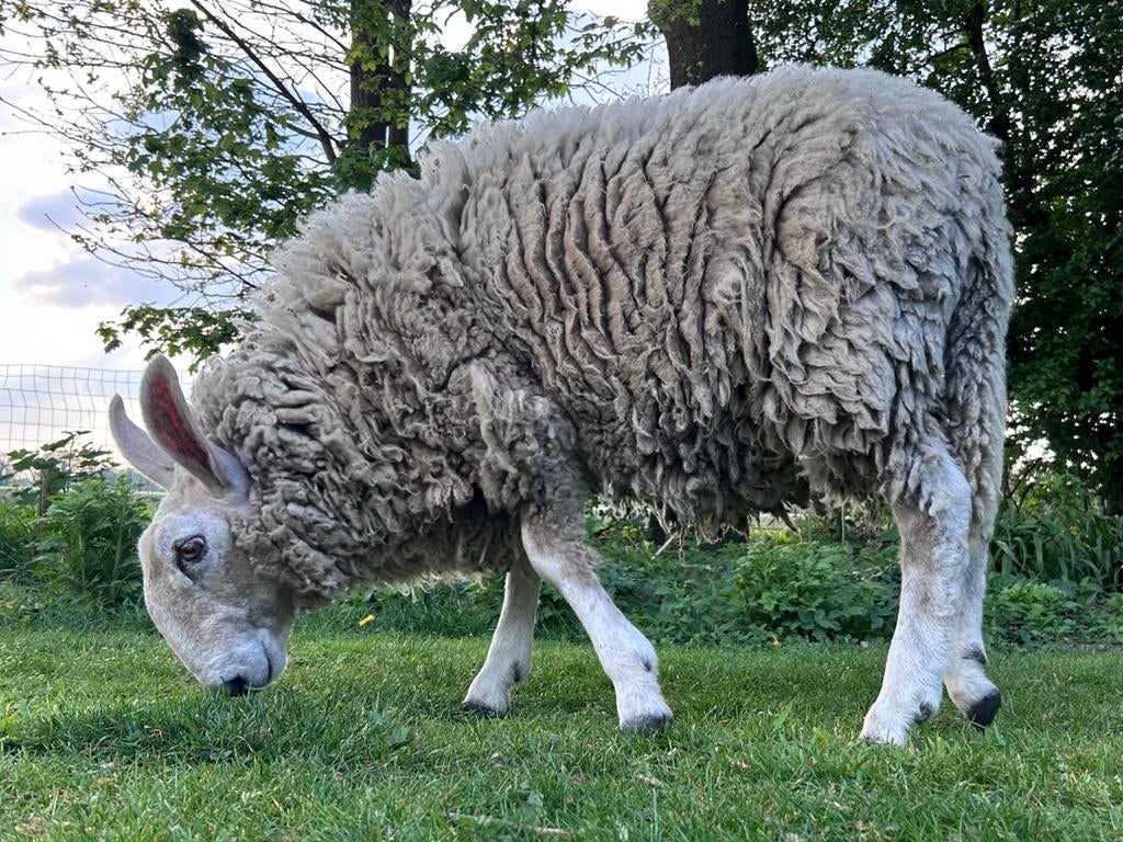 Borderleichester dek ram, Dieren en Toebehoren, Schapen, Geiten en Varkens, Mannelijk, Schaap