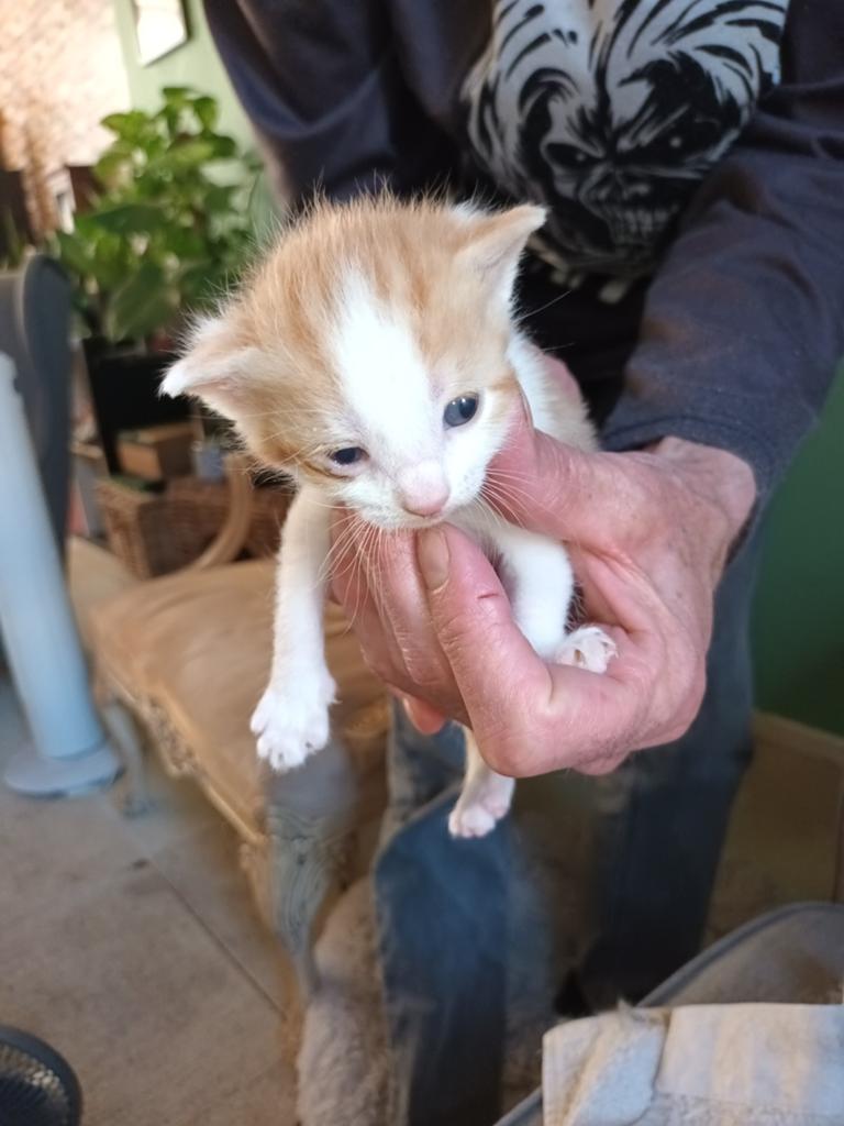 De 2 leukste van het nestje zoeken nog een huisje, Dieren en Toebehoren, Katten en Kittens | Overige Katten, Meerdere dieren, Kortharig