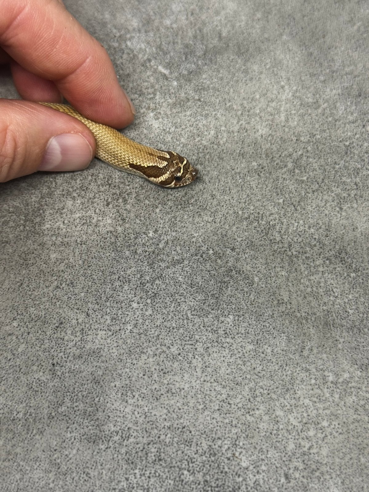 Heterodon nasicus haakneus slang Hognose Snake photo 4