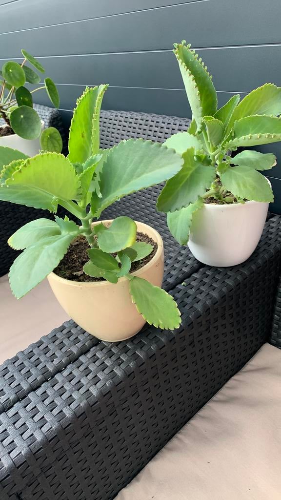 2 pot vet plant samen €5, Ophalen, Halfschaduw, Minder dan 100 cm