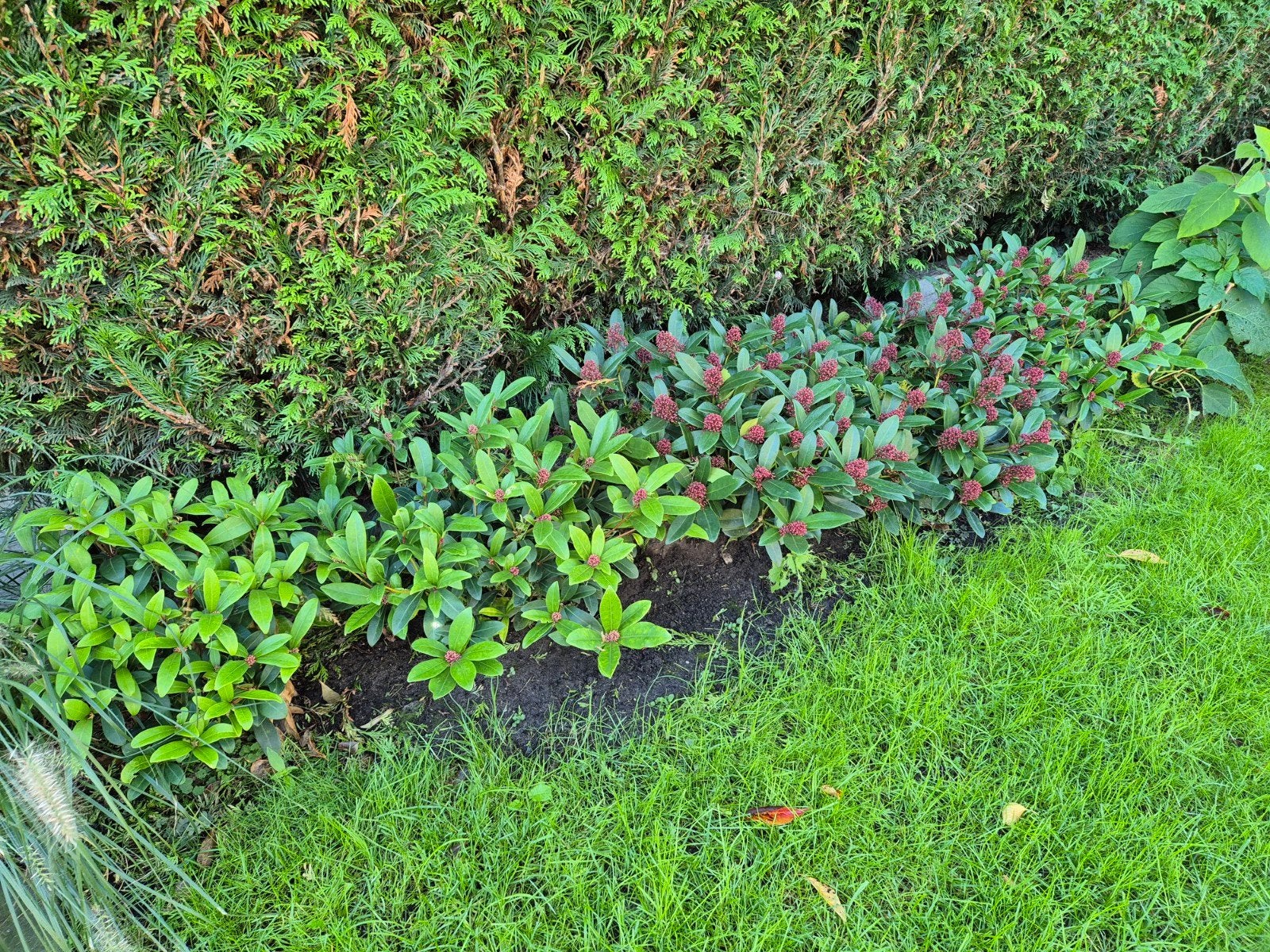 5 Skimmia Japonica, Ophalen, Overige soorten