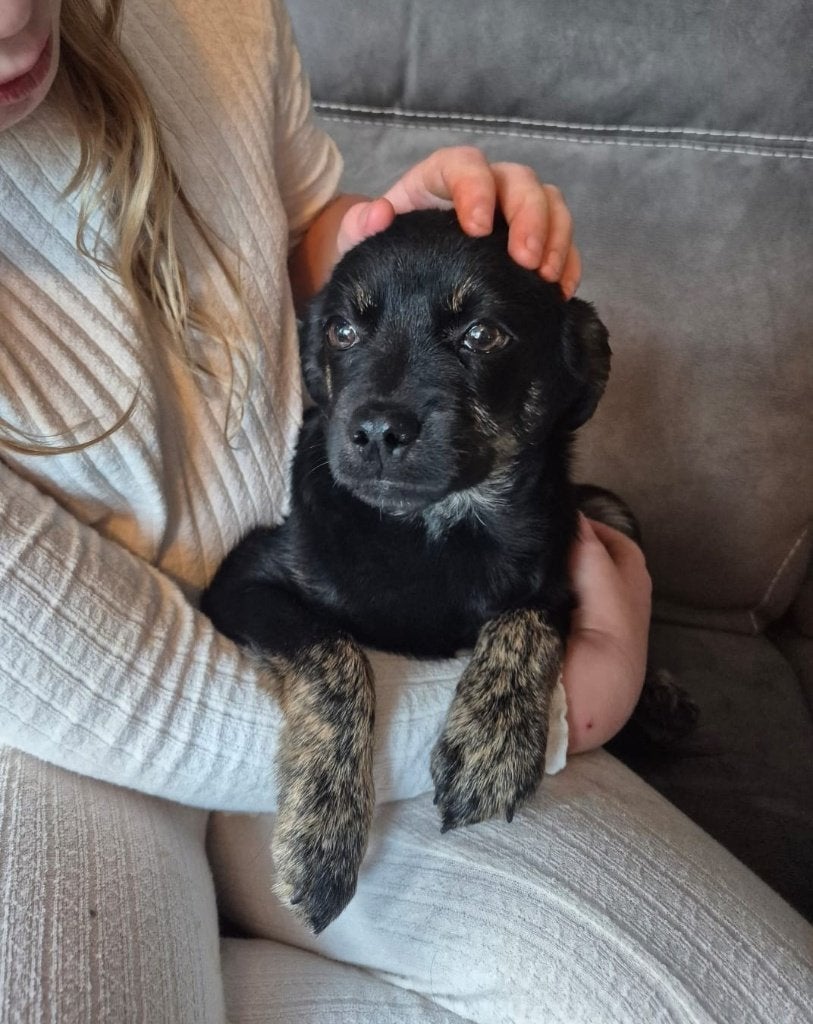 Pintas, Dieren en Toebehoren, 15 weken tot 1 jaar, Buitenland, Eén hond, Klein