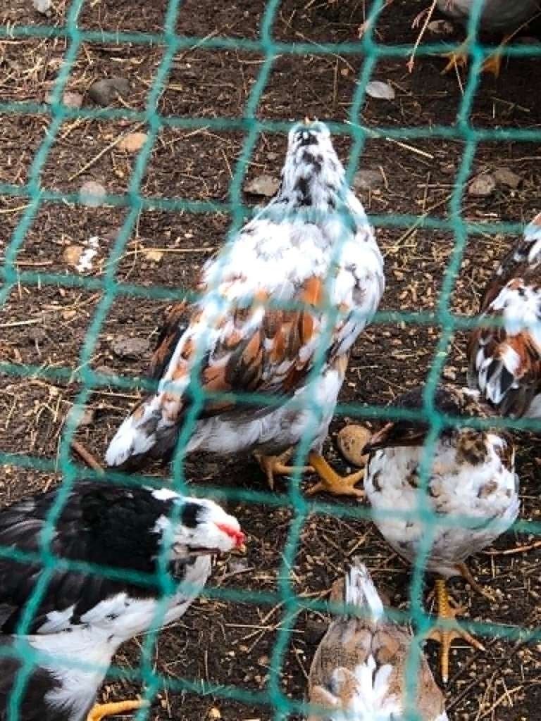 mooie haantjes, Dieren en Toebehoren, Mannelijk, Kip