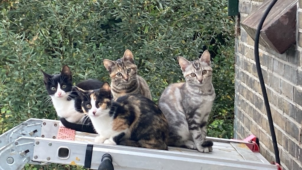 De best gesocialiseerde Kittens!, Meerdere dieren, Ontwormd, 0 tot 2 jaar