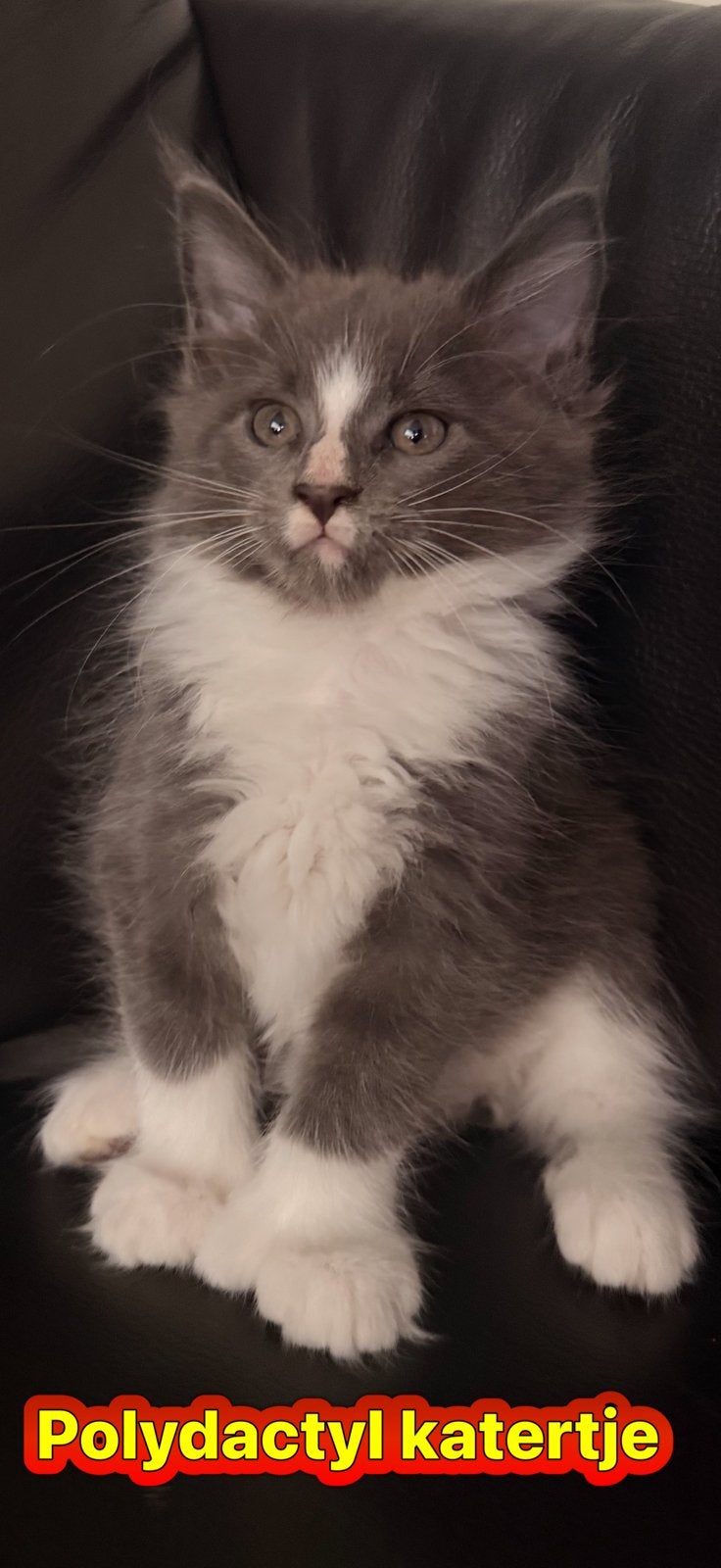 Polydactyl Maine coon kittens mogen hun nestje verlaten, Dieren en Toebehoren, Meerdere dieren, Ontwormd