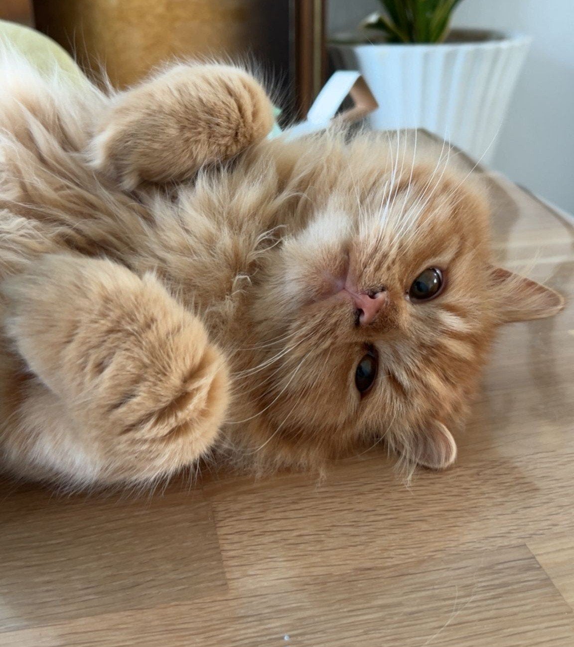 Nieuw gouden mandje gezocht voor superlief rood katertje., Dieren en Toebehoren, Katten en Kittens | Overige Katten, Kater