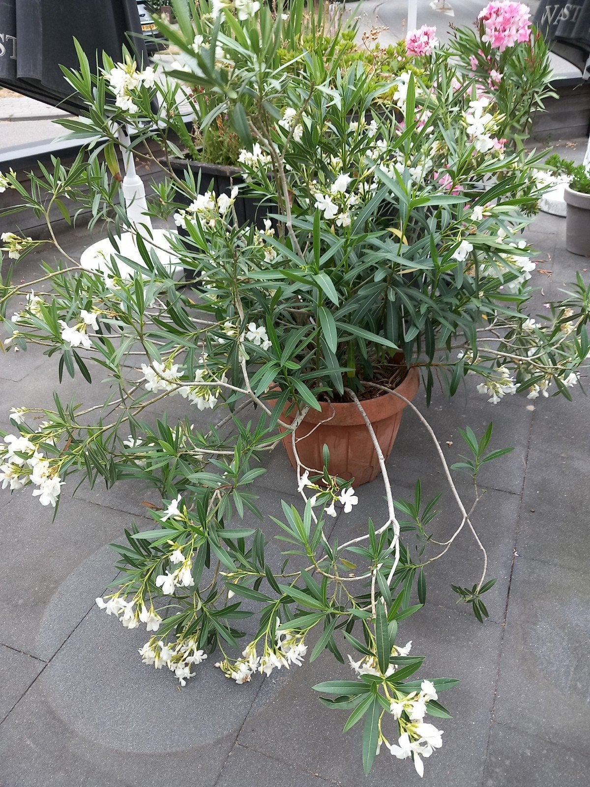 Witte Oleander - Mediterrane schoonheid voor uw tuin, Tuin en Terras, Overige soorten, Volle zon, Vaste plant, Ophalen of Verzenden