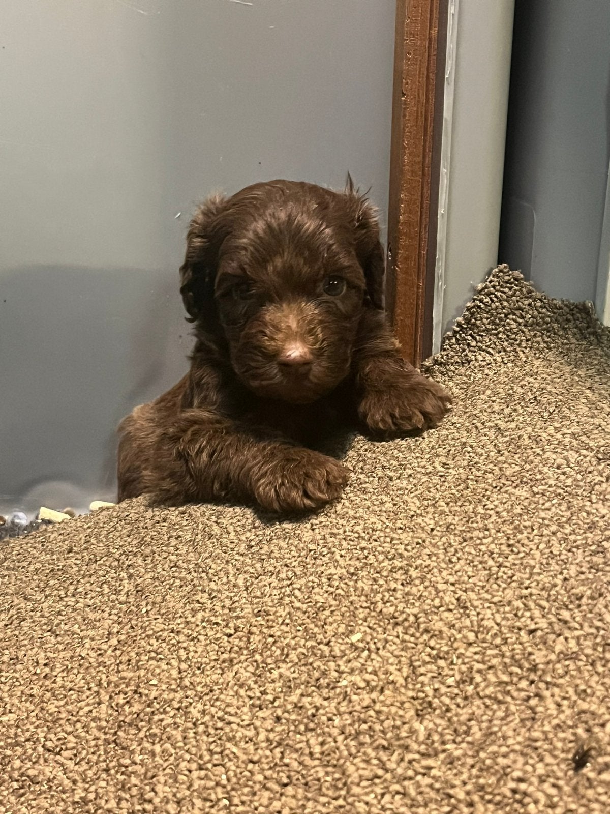 Alf1 australian labradoodle pups puppy’s, Overige rassen, Meerdere, Meerdere dieren, Nederland