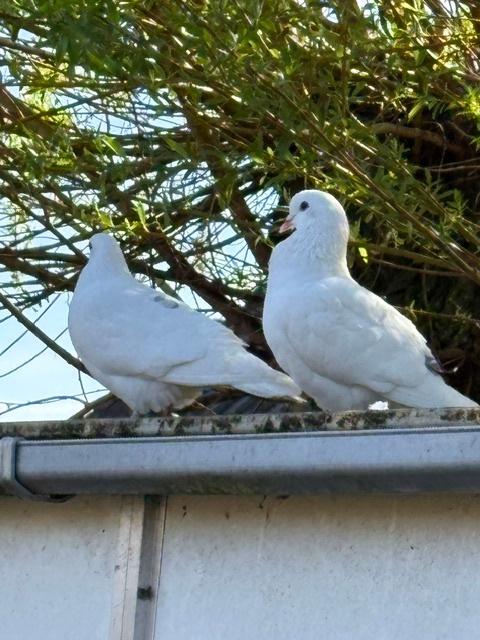 GRATIS: koppel sierduiven, Dieren en Toebehoren, Vogels | Duiven, Meerdere dieren, Overige soorten