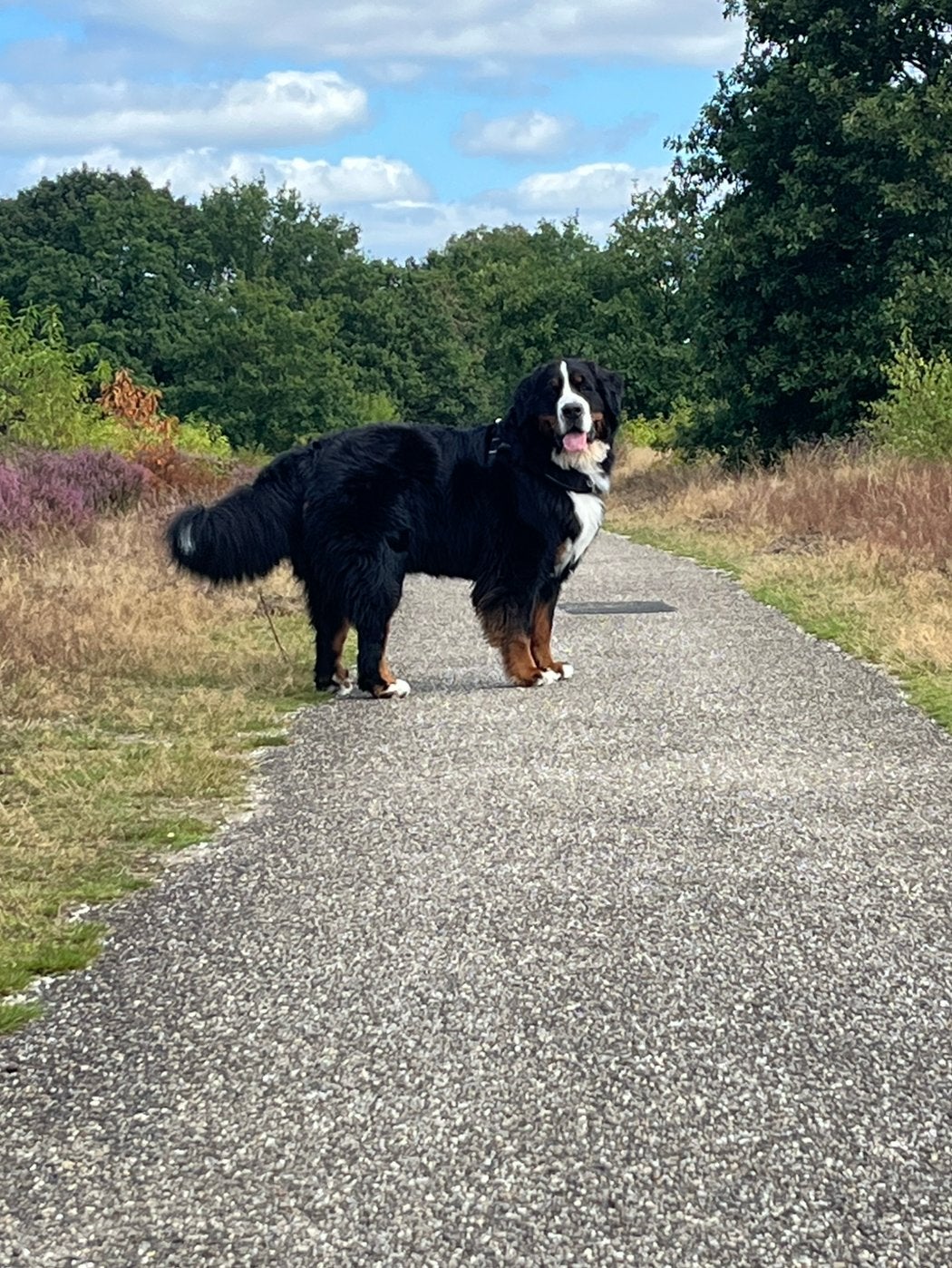 Dog sitter bij u aan huis…😁Op meerdere plekken 🐶🐾🐕🦴, Ophalen of Verzenden, Nieuw