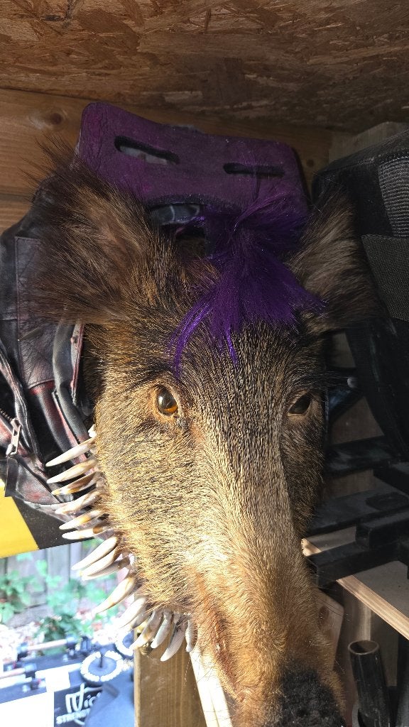 Bebop Taxidermy, Verzamelen, Ophalen of Verzenden, Wild dier, Gewei of Kop