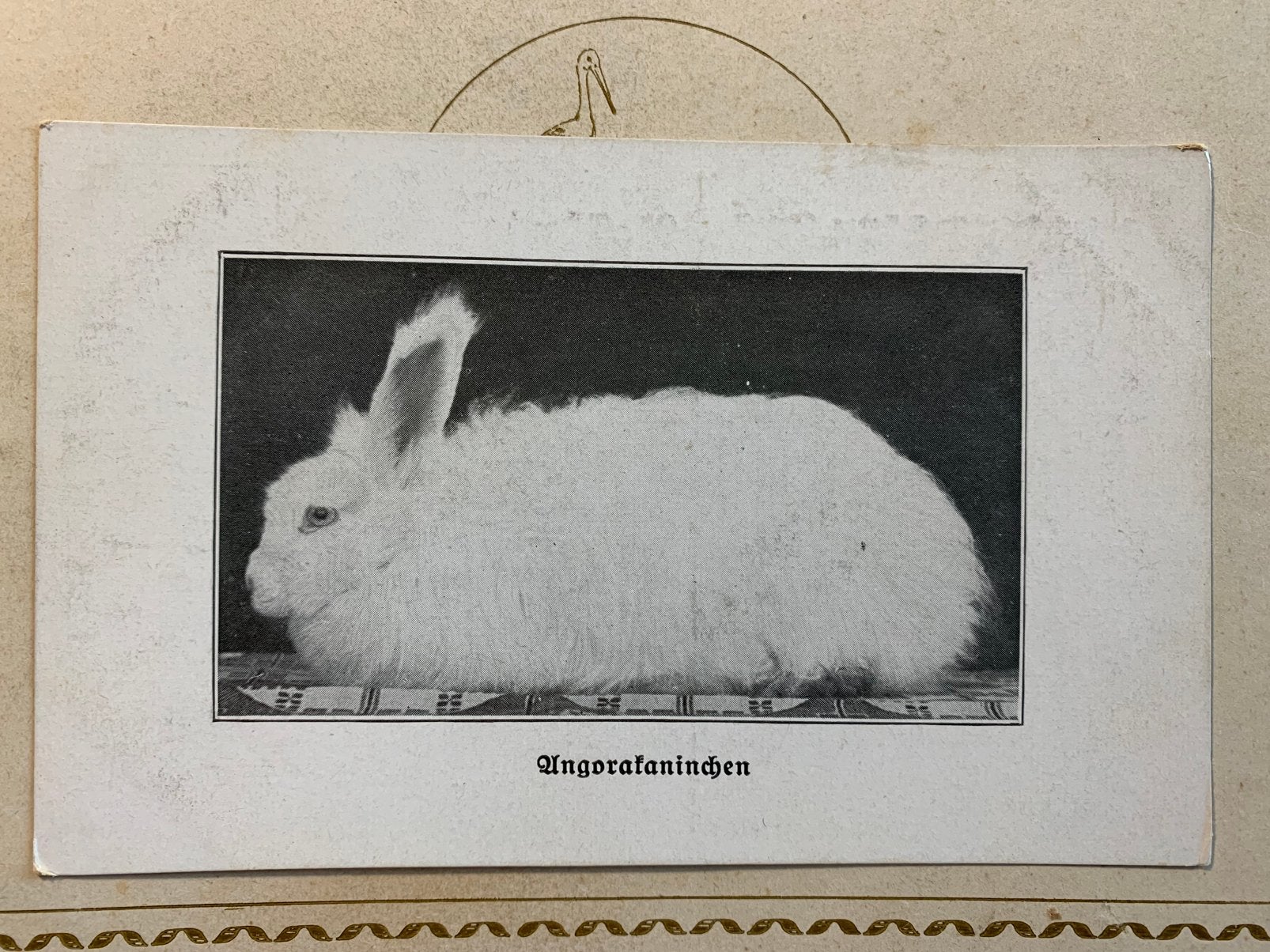 Angorakonijn (MC), Verzamelen, Ophalen of Verzenden, Voor 1920, Ongelopen, Overige soorten