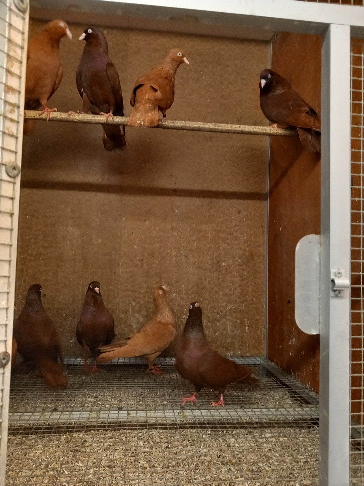 Belgische tuimelaars, Meerdere dieren