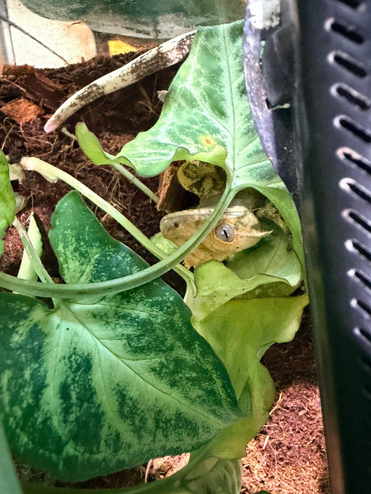 Wimpergekko vrouwtje Crested Gecko photo 2