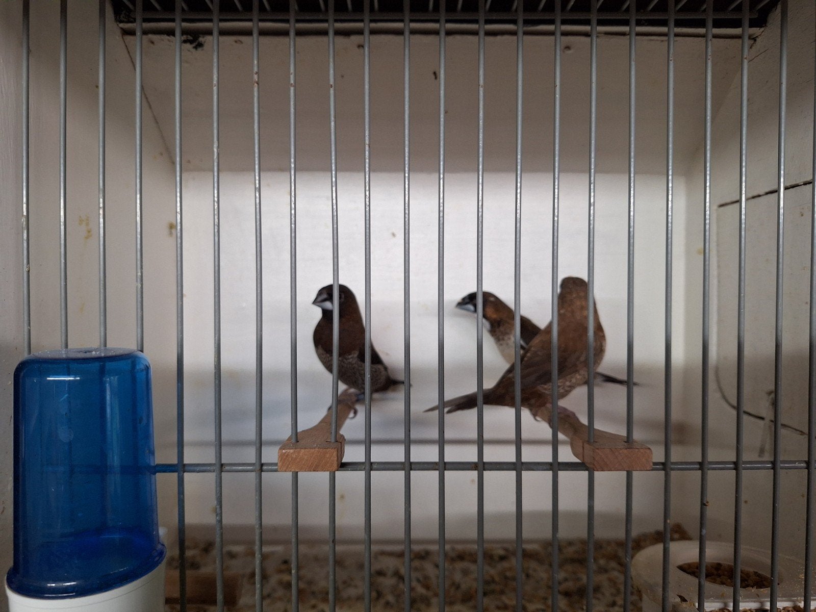 Japanse meeuwen, Meerdere dieren