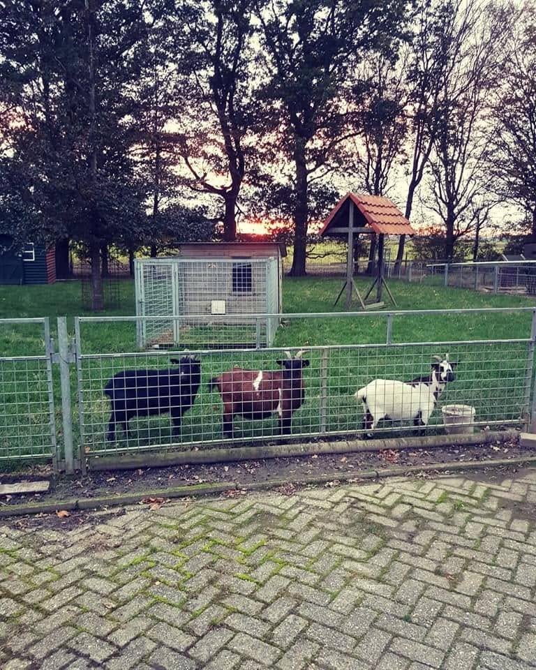 Gegalvaniseerd hekwerk met palen 50 meter+, Ophalen, Met poort, Gebruikt, Gaashekwerk