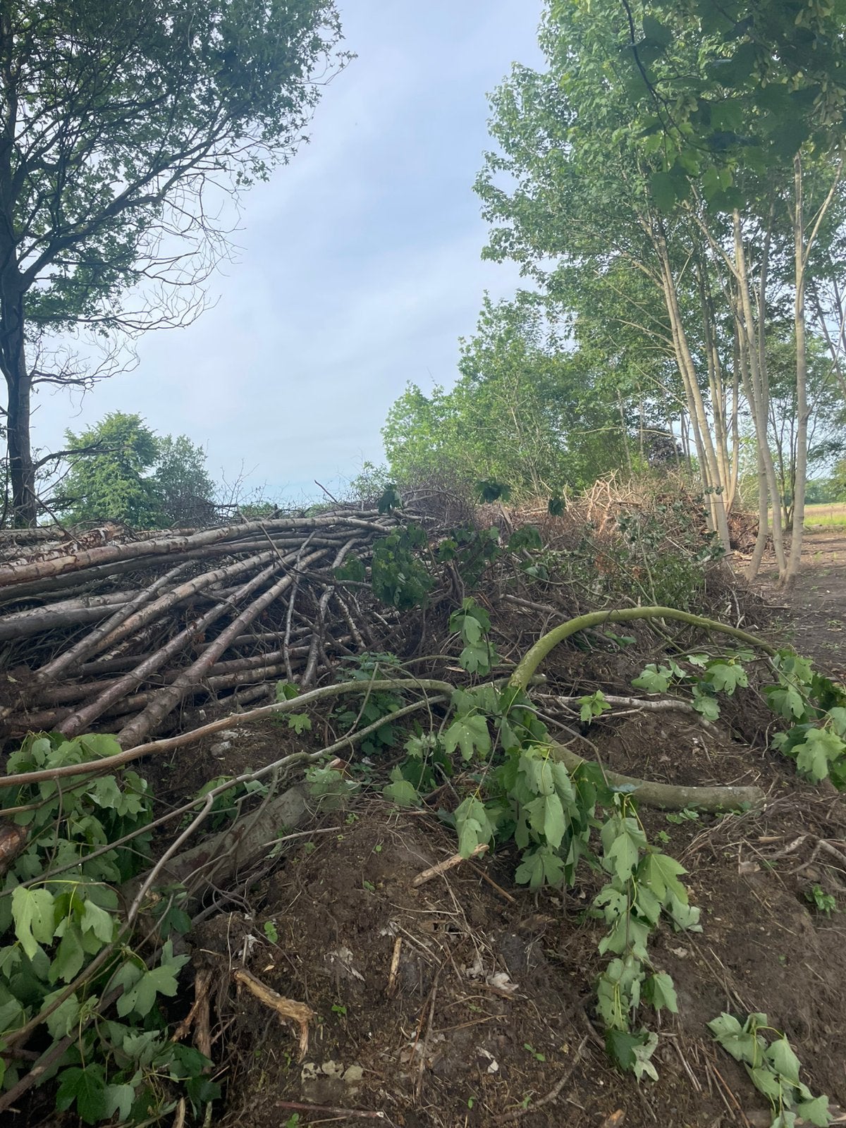 Kleine boompjes, takken. Hout. Meer dan 100m3, Tuin en Terras, Haardhout, Stammen, Berkenhout, 6 m³ of meer, Ophalen