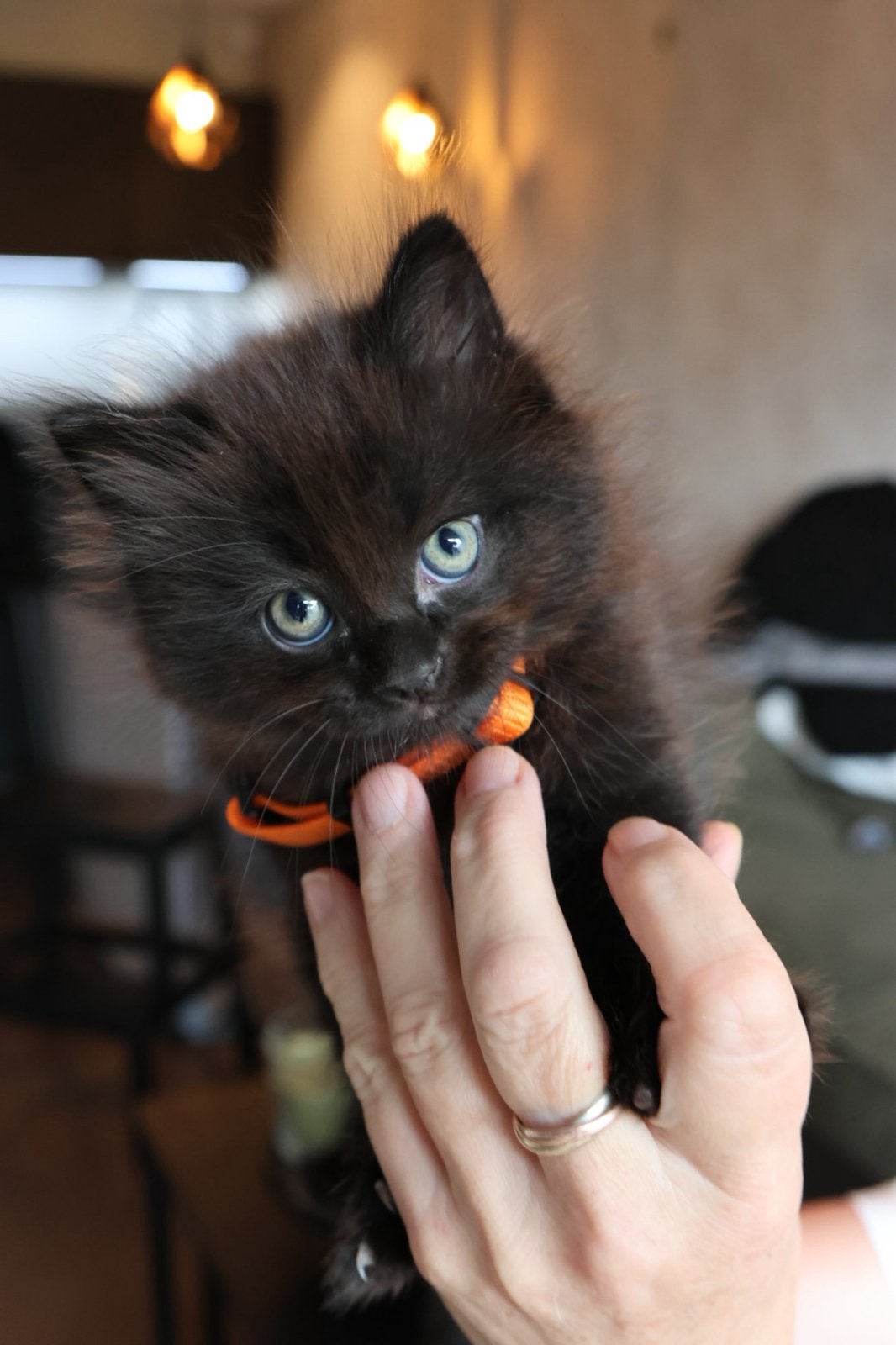 Kittens, Dieren en Toebehoren, Meerdere dieren, Langharig, 0 tot 2 jaar