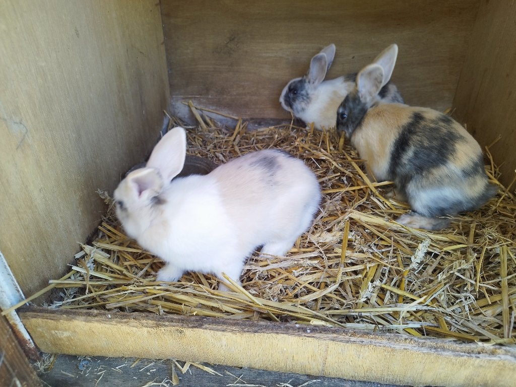 dwergkonijnen, Dieren en Toebehoren, Konijnen, Mannelijk, Dwerg, Hangoor, 0 tot 2 jaar