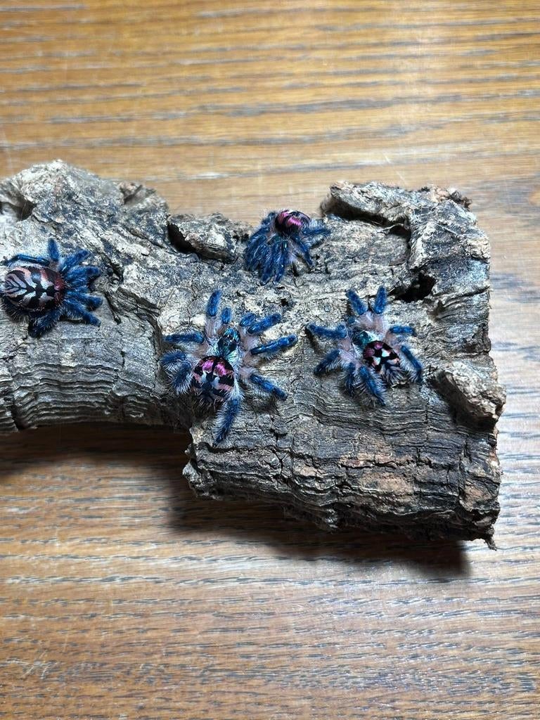 Typhochlaena seladonia - vogelspinnen, Dieren en Toebehoren, Spin of Schorpioen