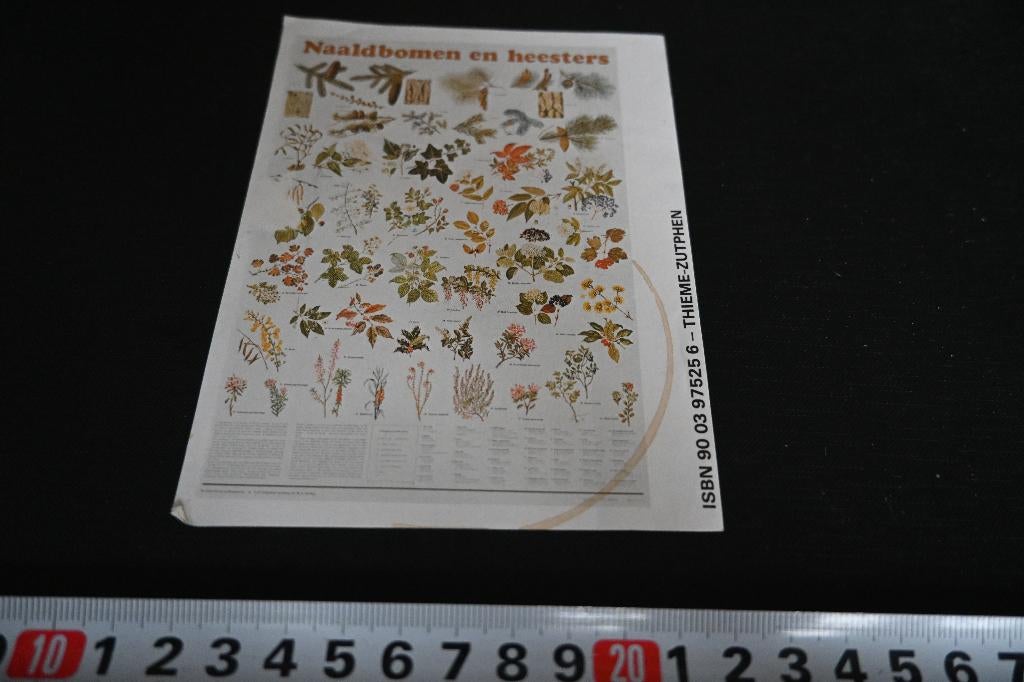 sticker thieme zutphen uitgeverij - naaldbomen en heesters, Verzamelen, Ophalen, Zo goed als nieuw
