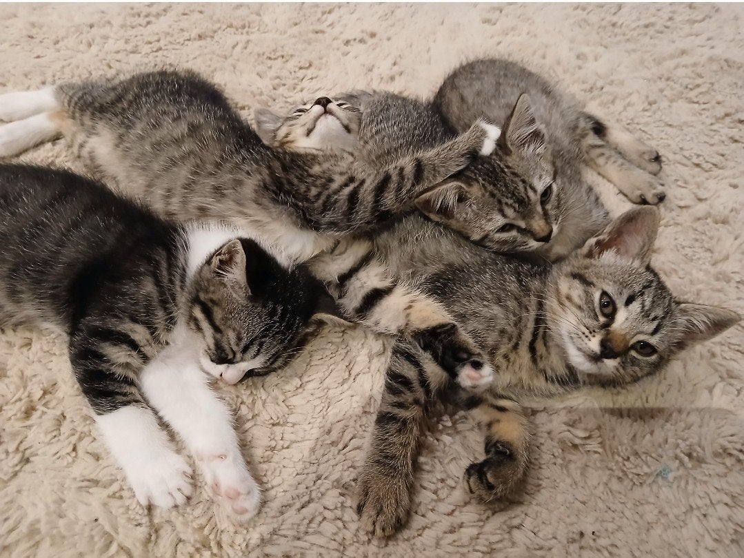 lieve kittens, Dieren en Toebehoren, Meerdere dieren