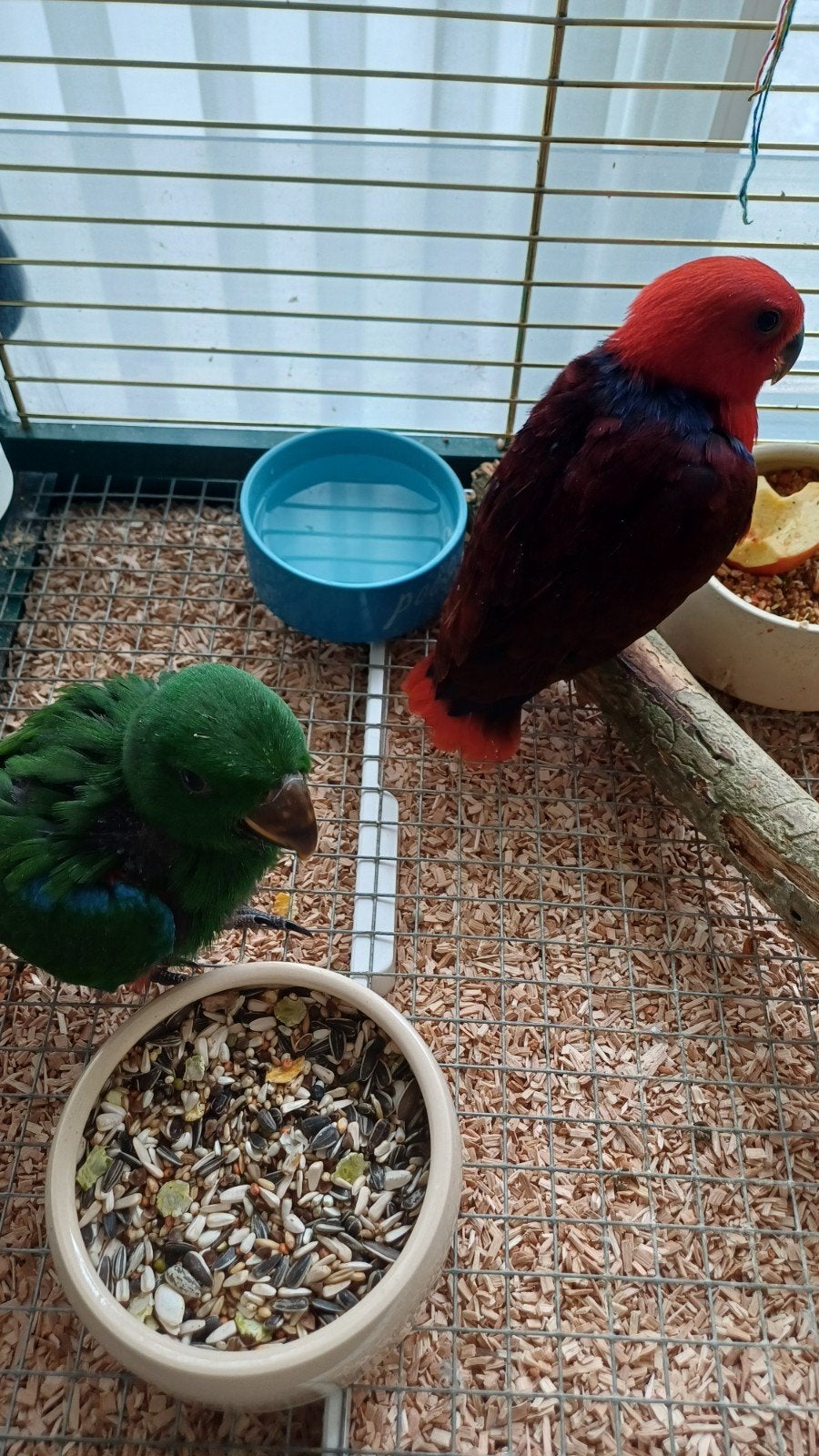 edelpapegaaien edelpapegaai edel papegaai, Dieren en Toebehoren, Meerdere dieren, Papegaai, Geringd