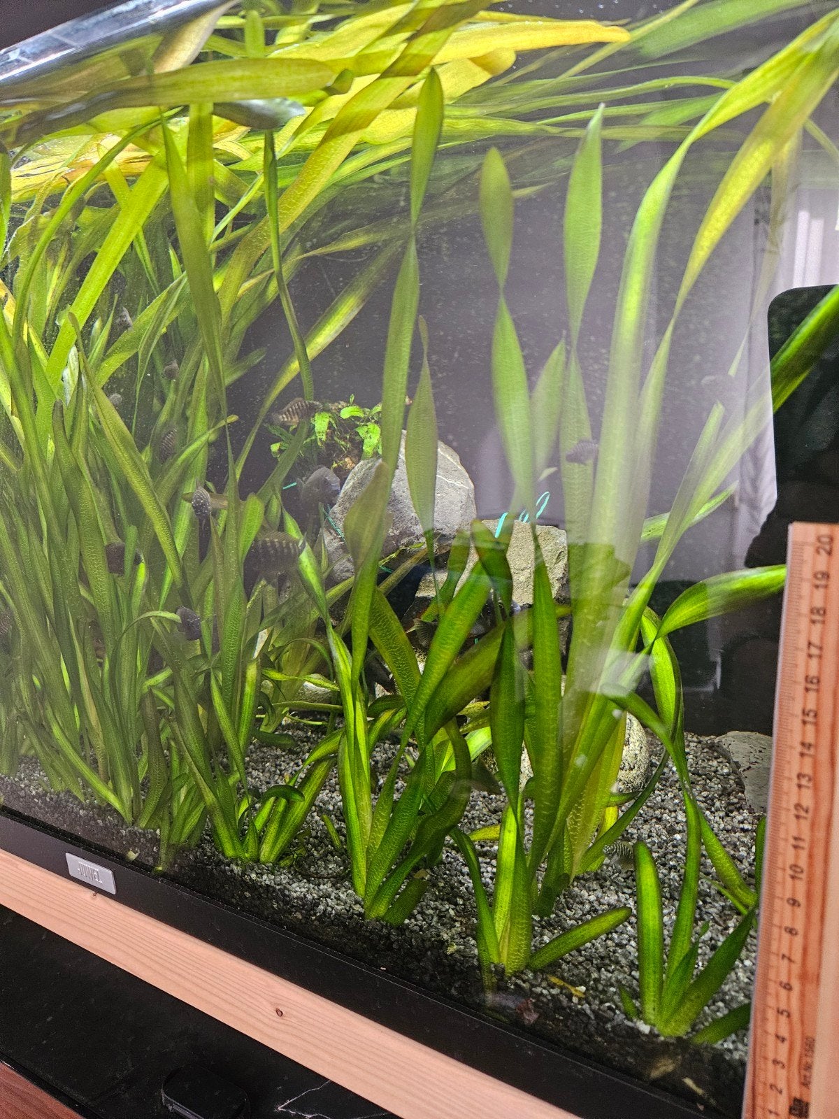 Stekken Valisneria Gigantea 20cm hoog, Ophalen, Nieuw, Plant(en), Steen of Hout