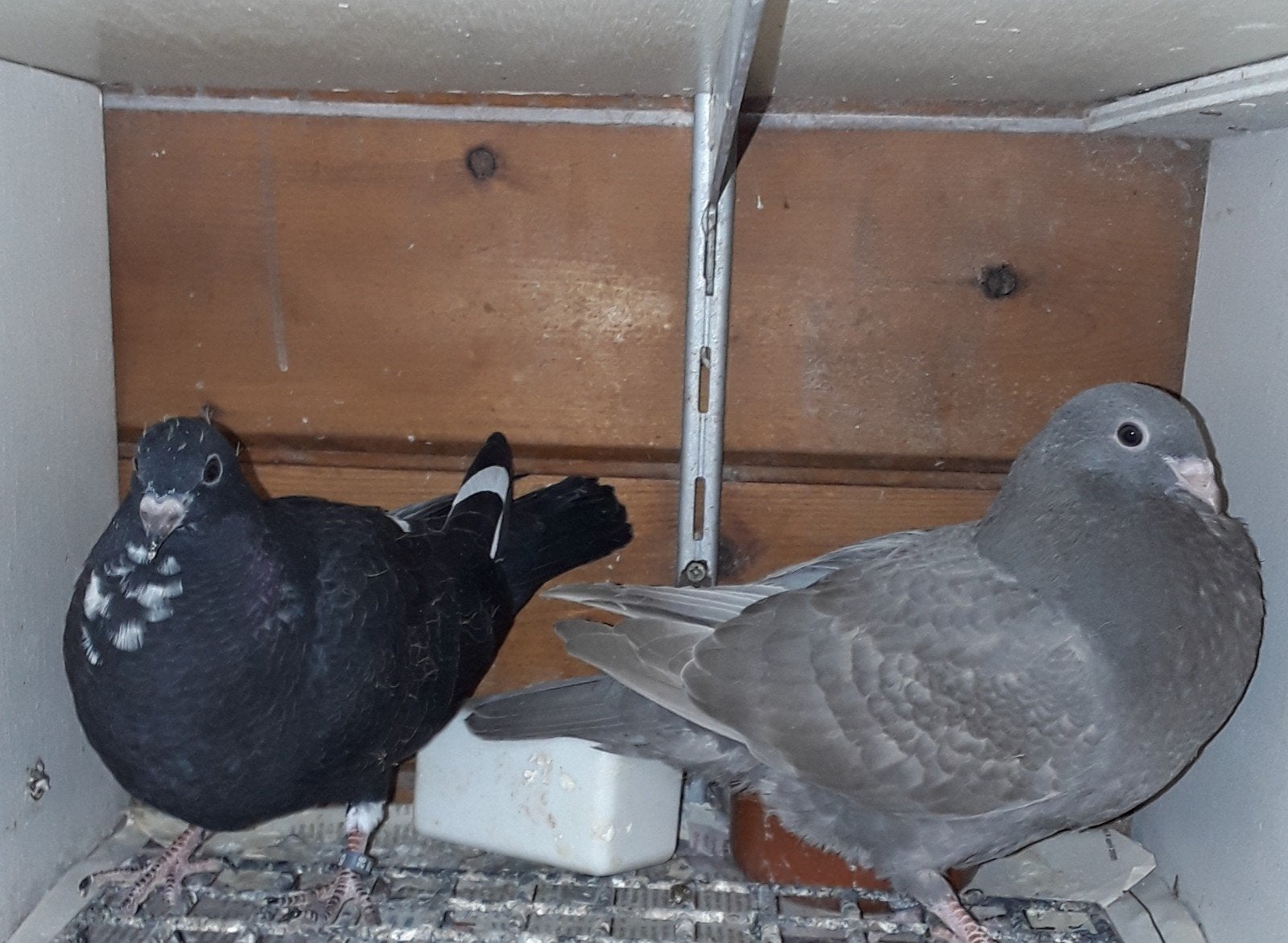Gaditano kropper piepers., Dieren en Toebehoren, Geslacht onbekend, Kropper