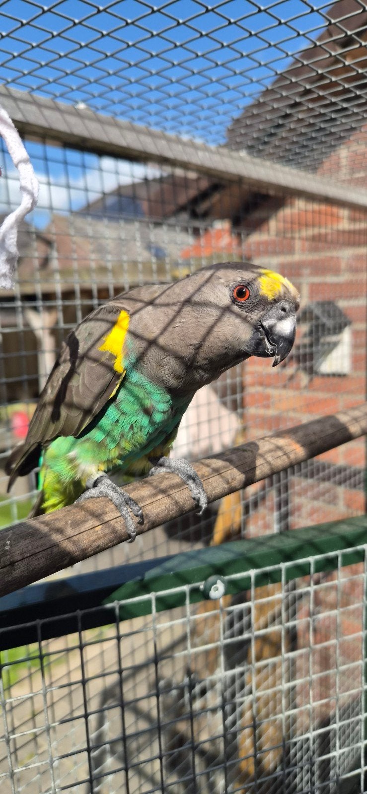 Tamme meyer papegaai, Dieren en Toebehoren, Vogels | Parkieten en Papegaaien, Geslacht onbekend, Papegaai