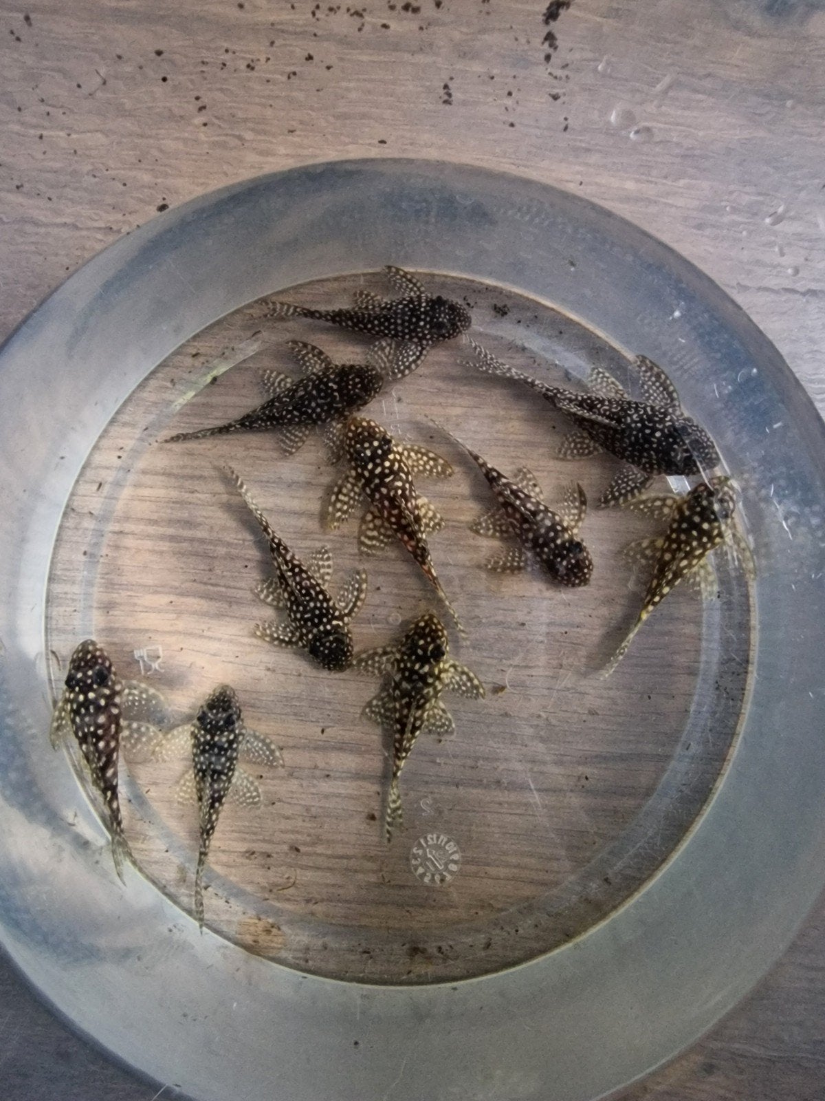 L136 hypancistrus sp., Dieren en Toebehoren, Vis