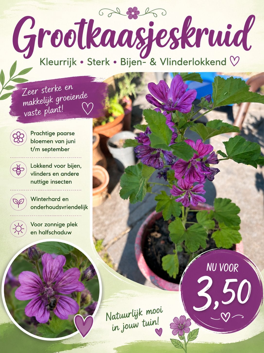 groot Kaasjeskruid (Malva sylvestris) €3,50, Tuin en Terras, Ophalen, Overige soorten, Volle zon