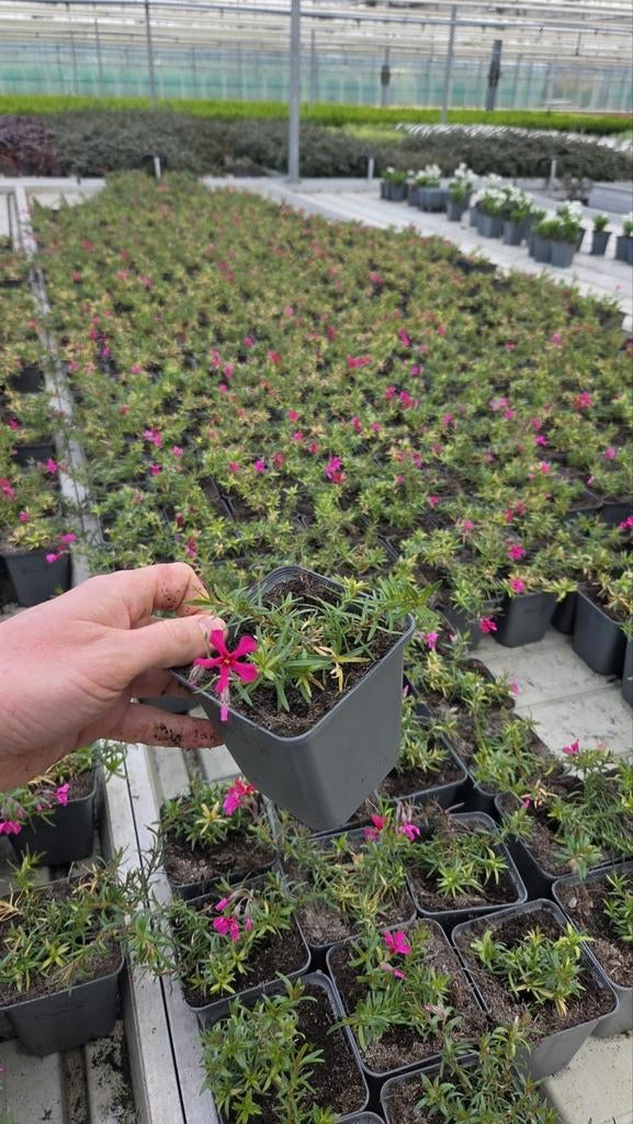 Phlox subulata - vlambloem - roze bloem - goedkoop, Tuin en Terras, Planten | Tuinplanten, Ophalen of Verzenden