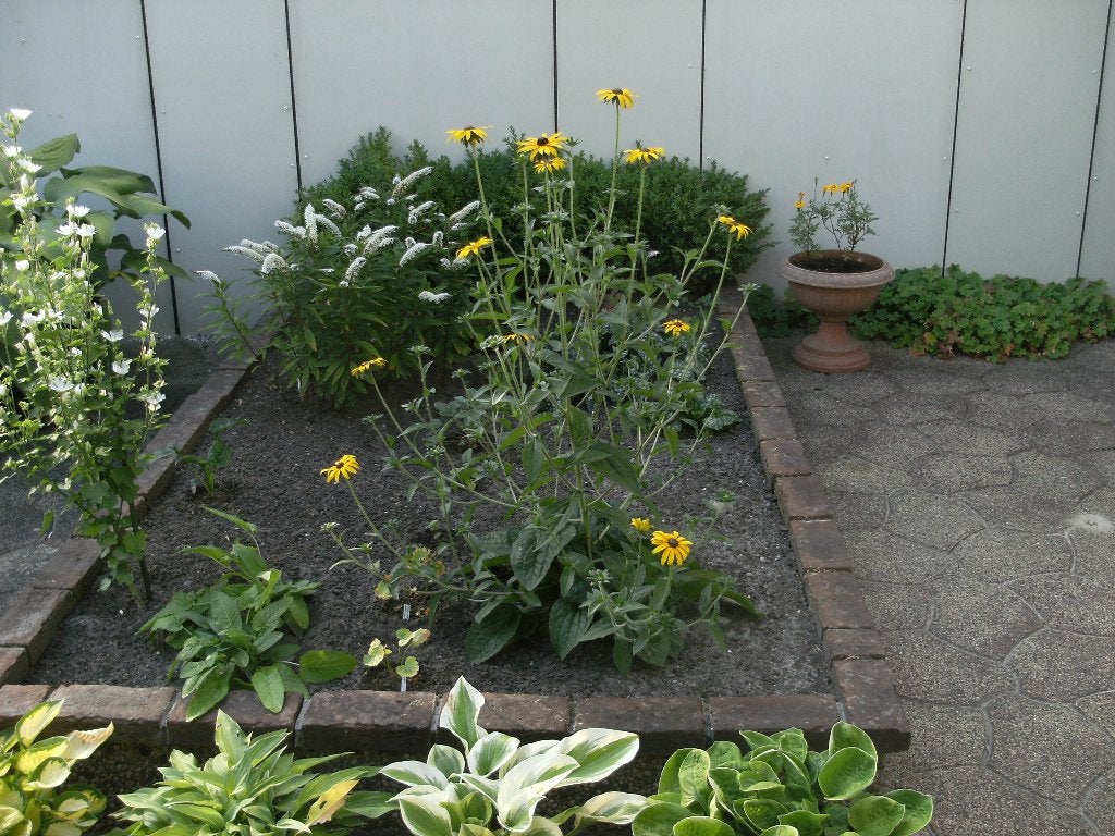 Rudbeckia fulgida, gele zonnehoed, Volle zon, Vaste plant, Zomer, Ophalen