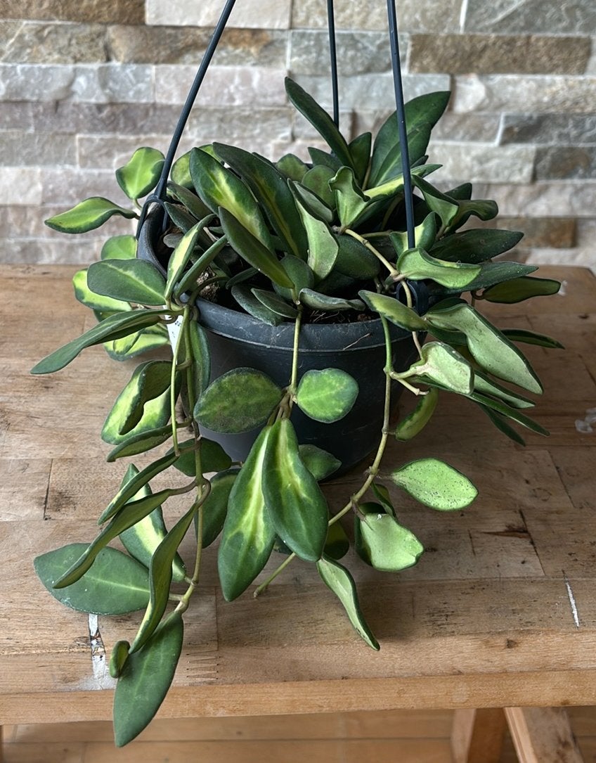 Hoya burtoniae 'Variegata', Huis en Inrichting, Kamerplanten, Overige soorten, Minder dan 100 cm, Groene kamerplant, Halfschaduw