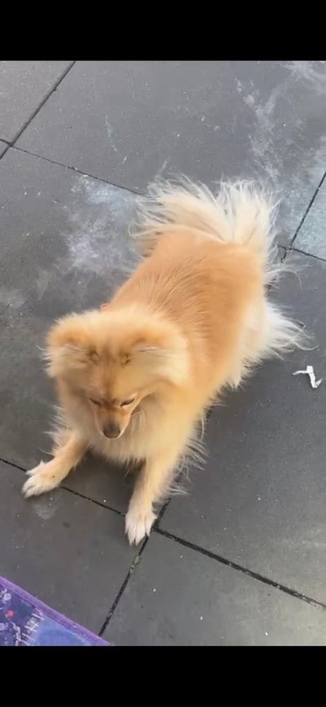 Pomeriaan, 1 tot 2 jaar, Teef, Eén hond, Nederland
