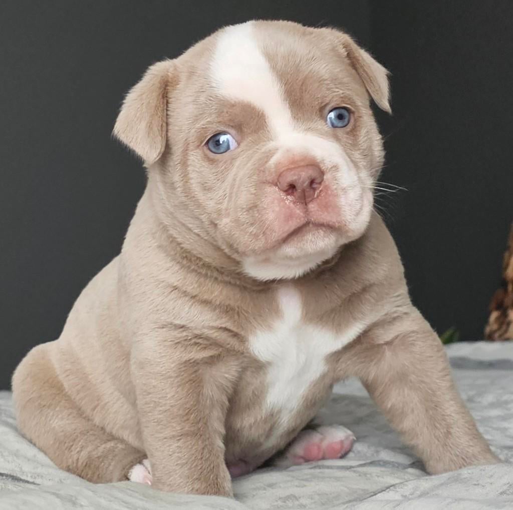 Prachtige Old English Bulldog pup reu, Dieren en Toebehoren, Honden | Bulldogs, Pinschers en Molossers, Particulier, Meerdere