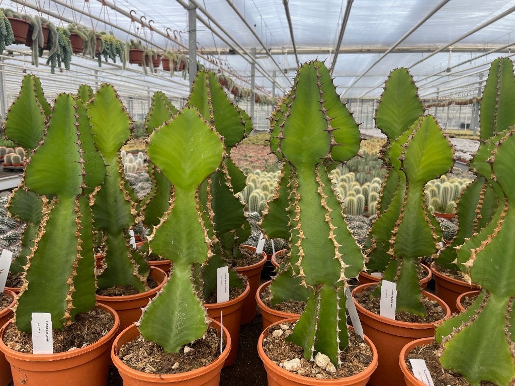 Cactus Euphorbia Cooperi in de 17 cm pot., Minder dan 100 cm, Bloeiende kamerplant, Halfschaduw, Ophalen of Verzenden