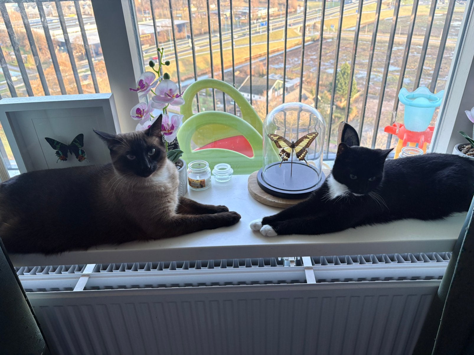1 kat 1 poes, Poes