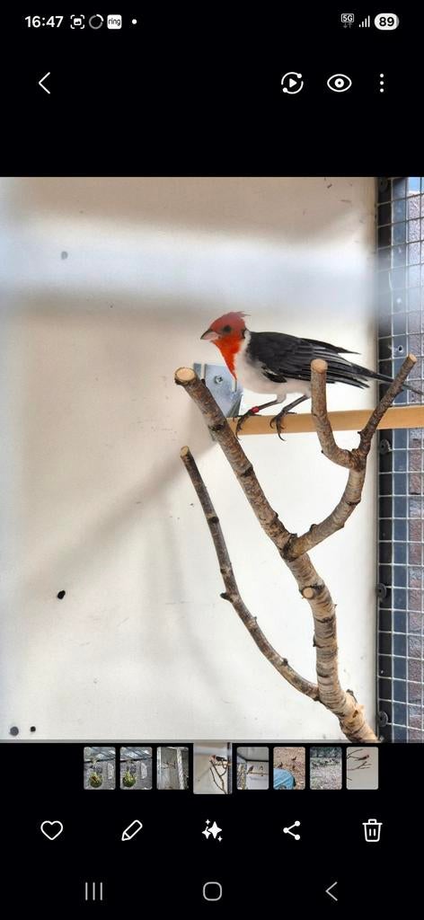 Roodkuif kardinaal 2024, Dieren en Toebehoren, Vogels | Overige Vogels, Mannelijk, Geringd