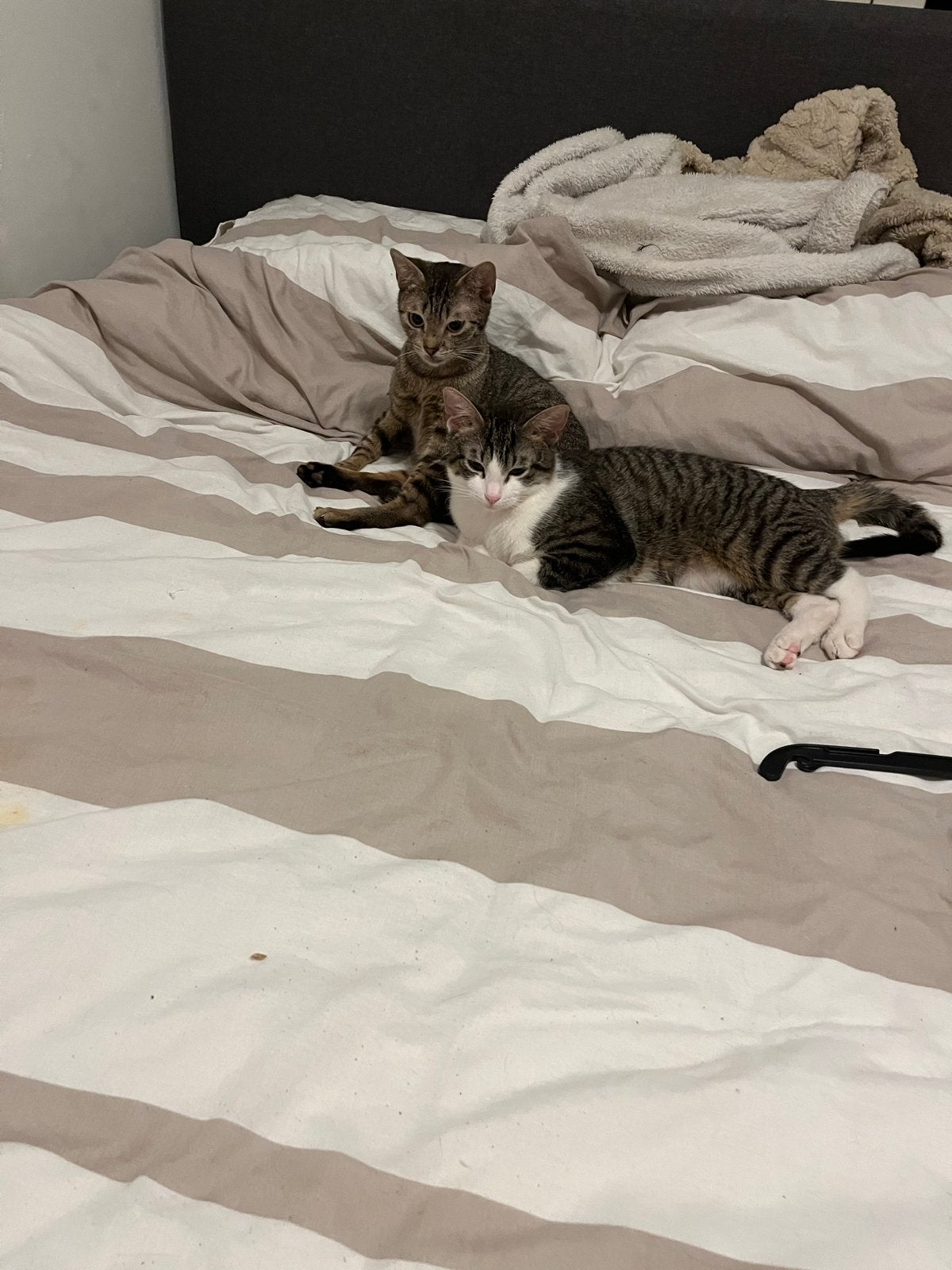 Te koop katten, Dieren en Toebehoren, Poes