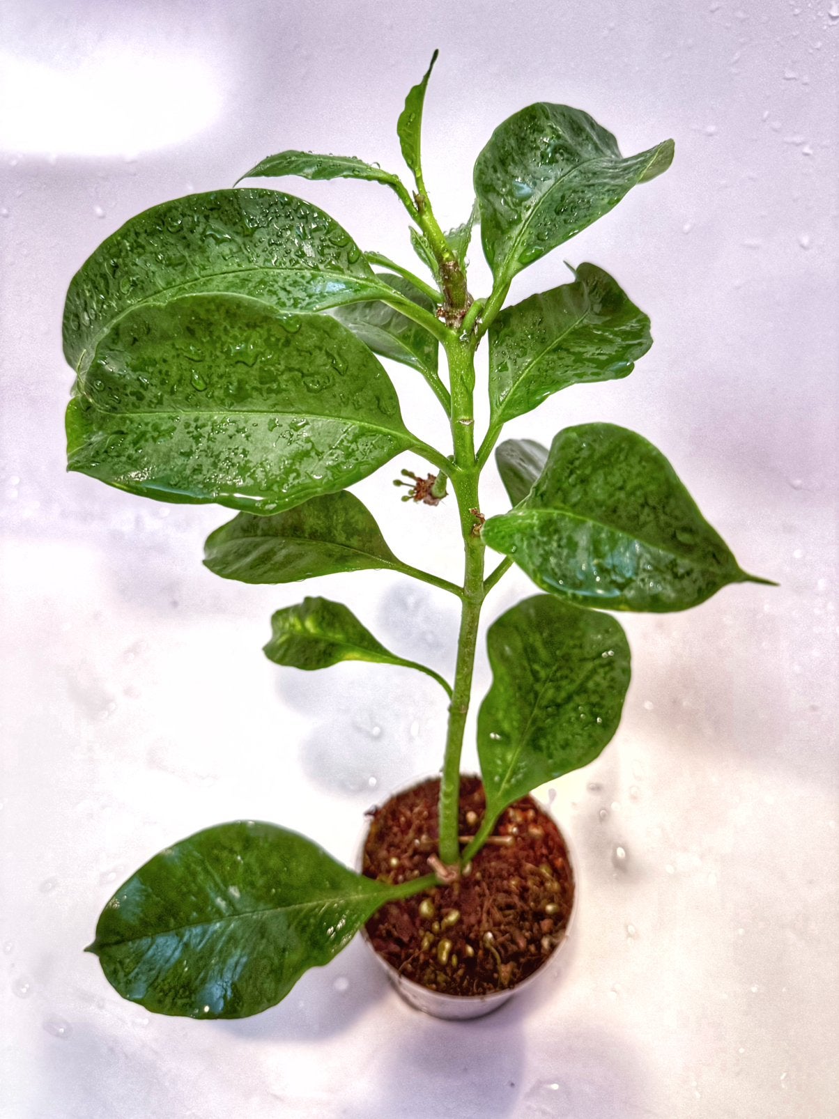 Hoya multiflora IPPS00138 — Shooting Star Hoya, Overige soorten, Minder dan 100 cm, Bloeiende kamerplant, Halfschaduw