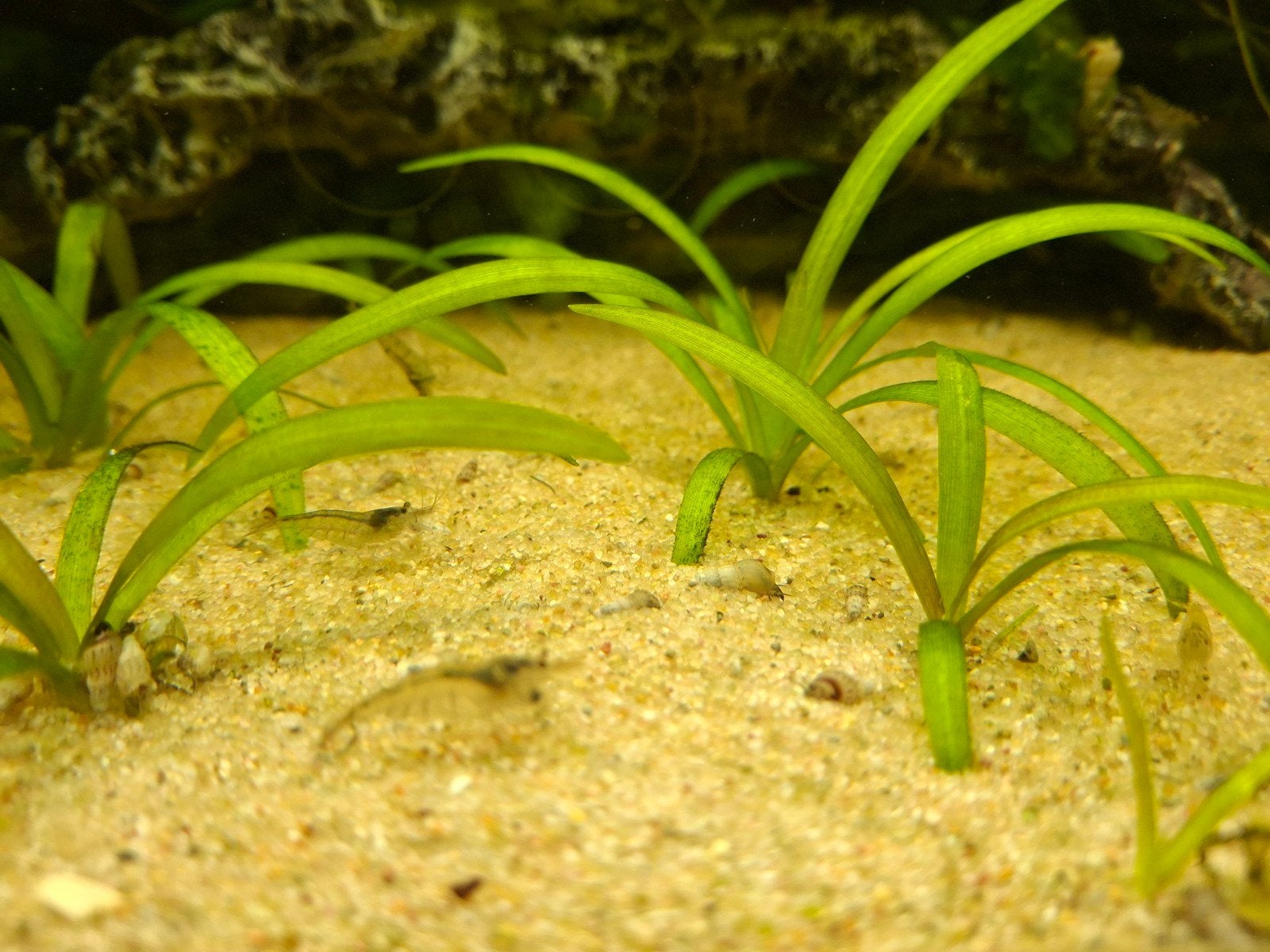 Mini Japonica garnalen, Kreeft, Krab of Garnaal, Zoetwatervis