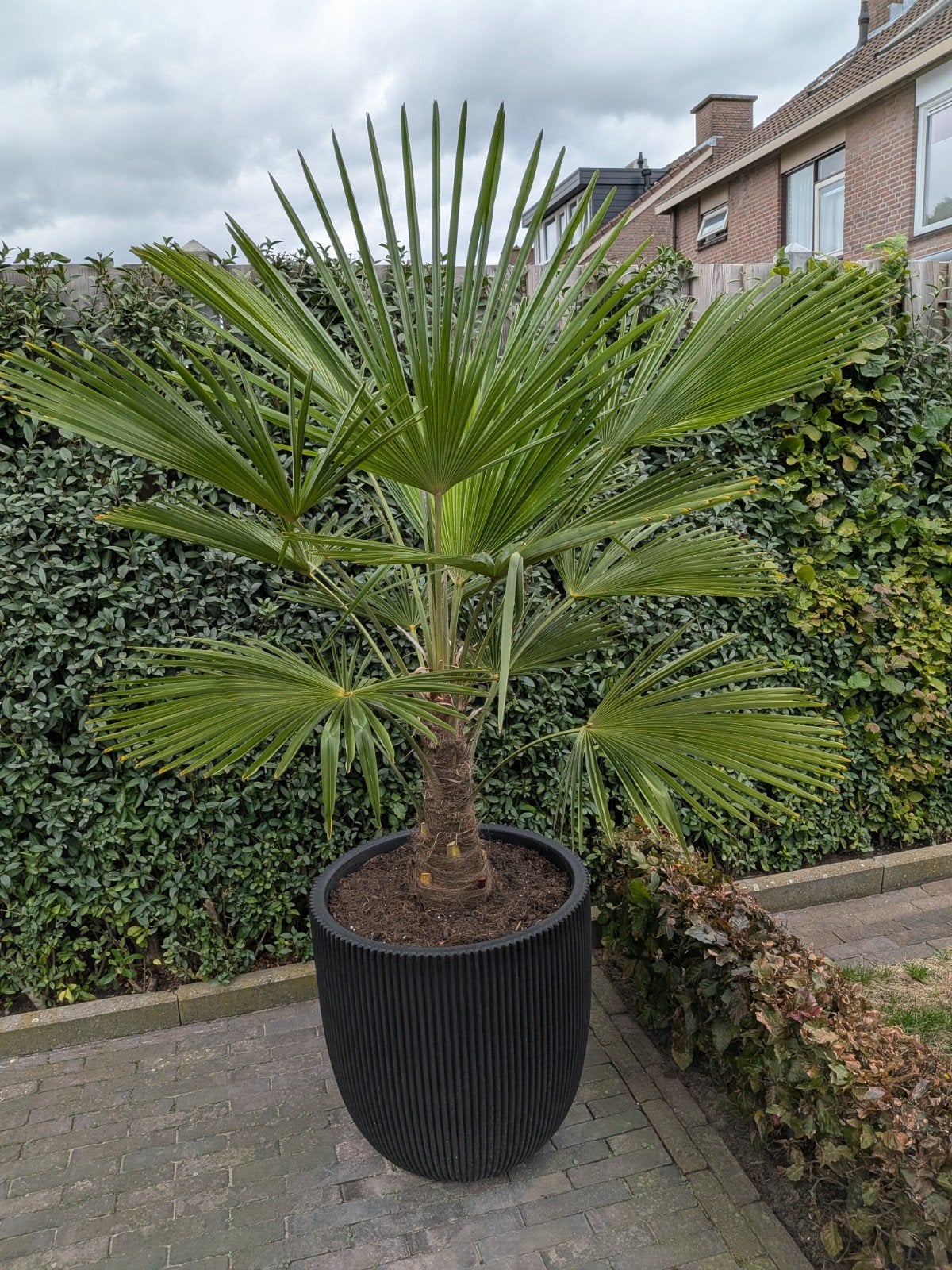 2 prachtige palmbomen in Capi pot 180cm hoog, Volle zon, Vaste plant, Bloeit niet, Ophalen