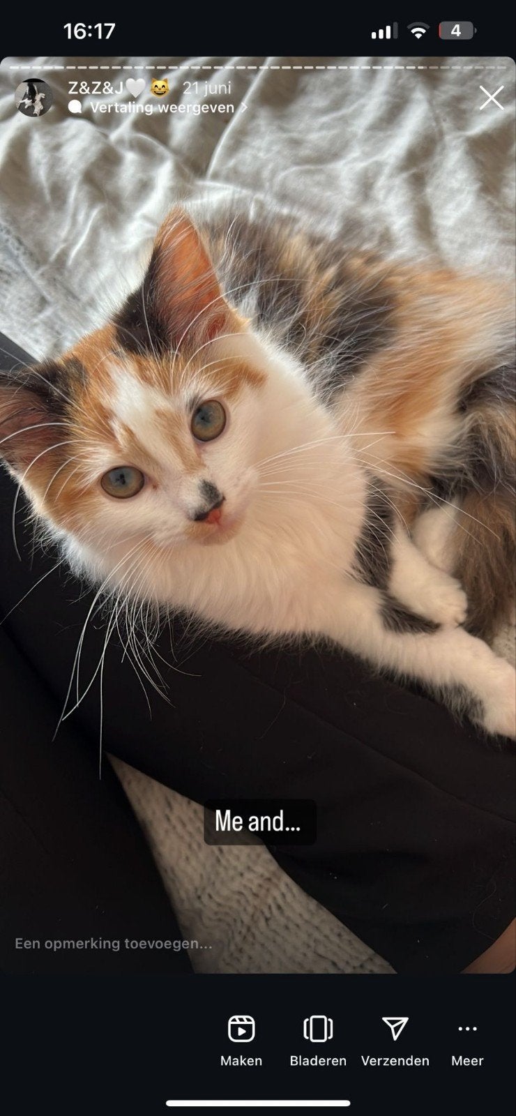 Turkse angora poes, gevlekt 2,5 jaar., Poes, Langharig, 0 tot 2 jaar
