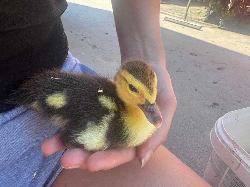 Lieve baby eendjes / muskus eenden kuikens  ook loopeend kui, Geslacht onbekend, Eend