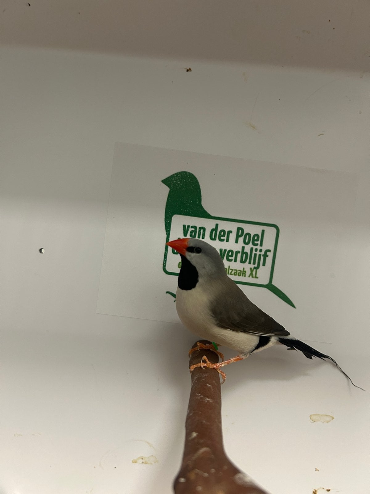 1-1 spitsstaart amadine grijs, Dieren en Toebehoren, Meerdere dieren, Tropenvogel